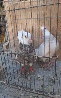 کبوتر طوقی و سینه دم قهویی
