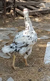 مرغ لاری ۲ ساله چیل.  الان کرچه