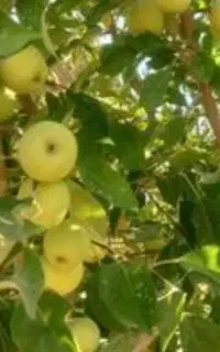 باغ گردو و زعفران