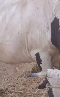 فروش یک عدد نرگاوه