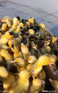 جوجه اردک وگوشتی۴۰ت