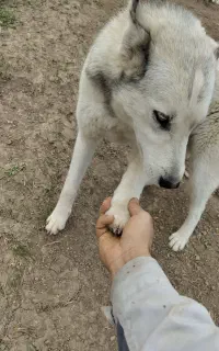 سگ نگهبان ( هاسکی محلی)