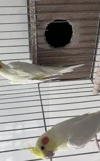 جفت لوتینودرجه یک