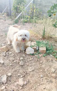 سگ شیتزو