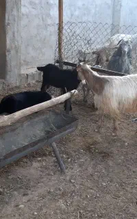 بزکهردار داشتی