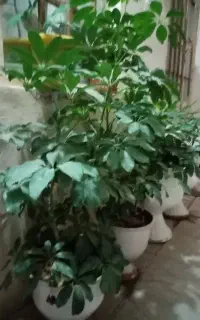 گیاه آپارتمانی شفلر سبز و ابلغ
