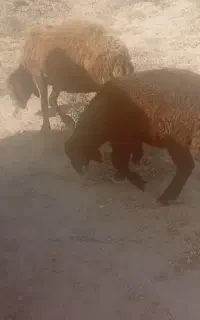 بره قوچ هترو سرخ هتروخواف