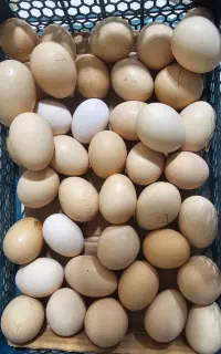 فروش روزانه تخم مرغ محلی گلپایگانی لهستانی