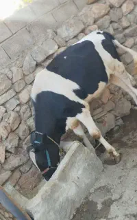 گاو،گوساله
