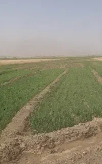 سبزی فروشی
