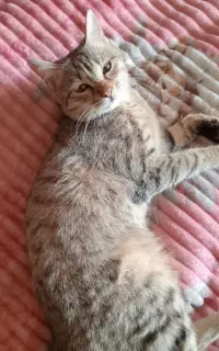 گربه