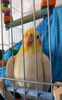 عروس هلندی گم شده