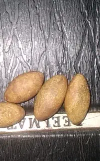 سنگ مهرءگ هرء هستن