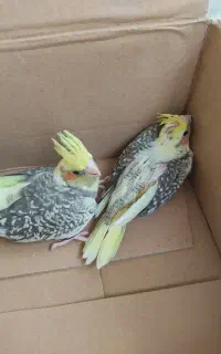 عروس هلندی سرلاکی