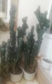 دوعدد گل کاکتوس بزرگ
