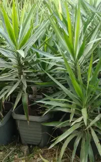 گل یوکا ۲ ساله با گلدان