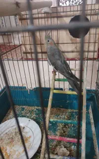 عروس هلندی