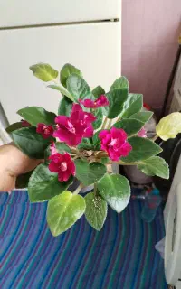 بنفشه آفریقایی