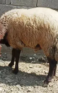 فروش قوچ همو سه قلو