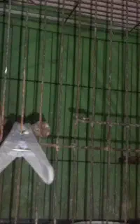 فنچ کینگ باجوجه