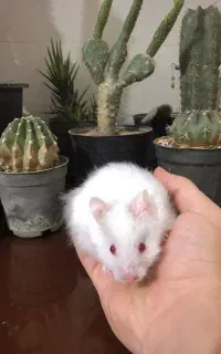 همستر پشمالو دستی