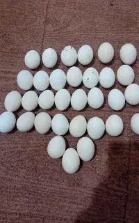 تخم مرغ نطفه دار سبرایت گلد