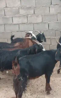 بز داشتی درجه یک
