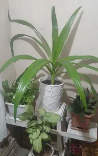 گل طبیعی عنکبوتی