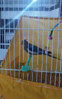 عروس هلندی