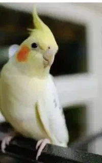 عروس هلندی گمشده