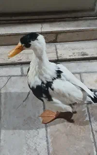 اردک