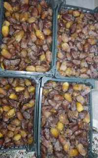 20 کیلو رطب کبکاب