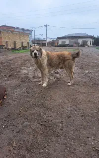سگ البای