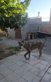 سگ خراسانی رخ