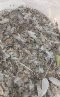 کود کبوتر