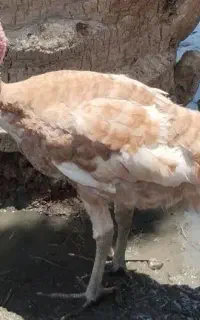 بوقلمون ماده