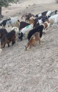 فروش کهره نره