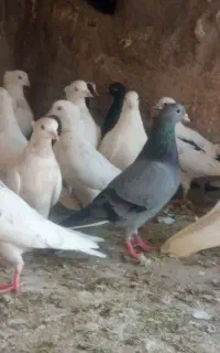 کبوتر