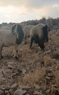 90عدد میش ترکی درجه یک