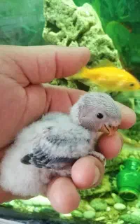 طوطی برزیلی سرلاکی