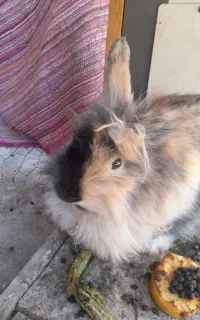خرگوش