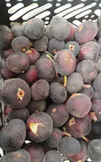انجیرسیاه کیلو۱۵۰