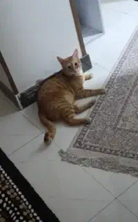 واگذاری گربه