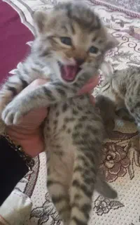 واگذاری بچه گربه