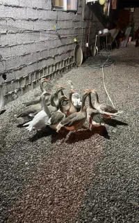 غاز