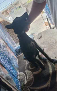 سگ باهوش حرف گوش کن
