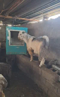 بز نر