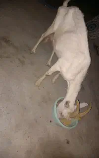 بز سانن اصل شرکتی شیرا