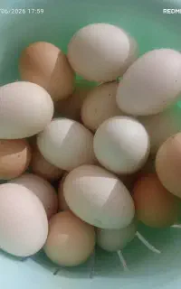 تخم مرغ محلی