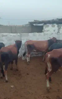 فروش گوساله